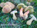 Hortiboletus bubalinus-amf2241-1